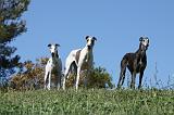 GREYHOUND 051
